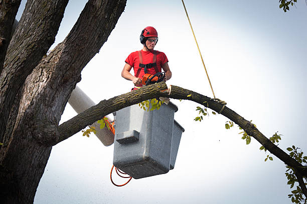 Best Tree Cutting Near Me  in USA